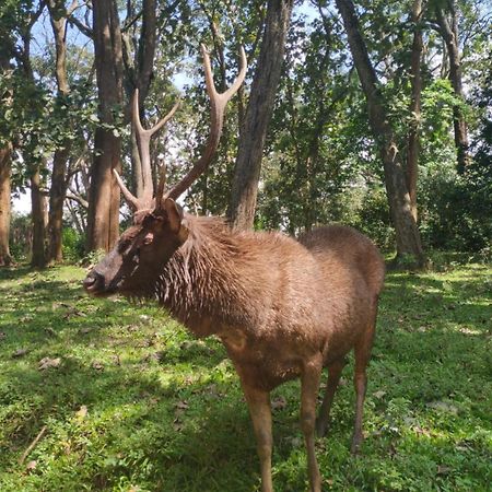 Wild Window - Forest View Homestay Thekkady Exterior foto