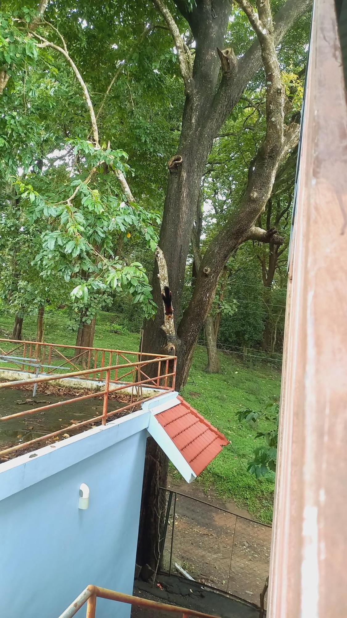 Wild Window - Forest View Homestay Thekkady Exterior foto